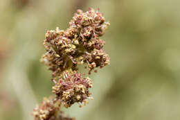 Image de Atriplex gardneri (Moq.) D. Dietr.