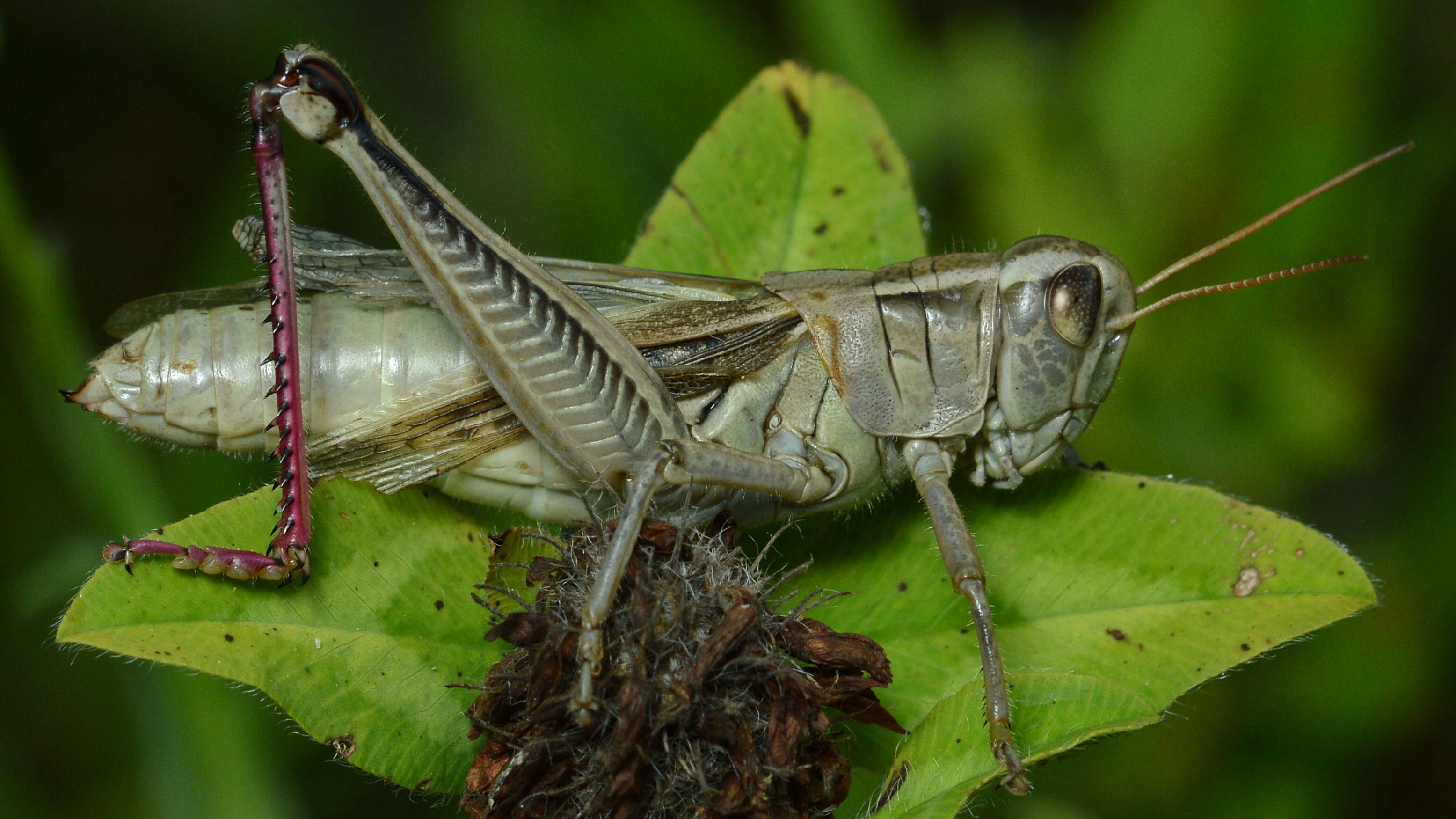 Melanoplus bivittatus (Say 1825)的圖片