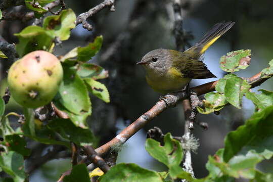 Image of American Redstart