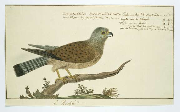 Image of kestrel, common kestrel