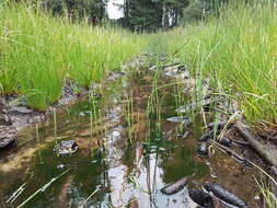 Image of Water Horsetail