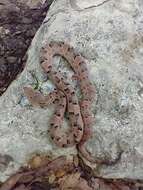 Image of Yucatán Hognose Viper