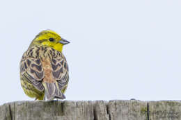 Image of Yellowhammer