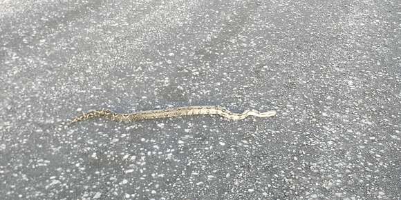 Image of Central American Boa