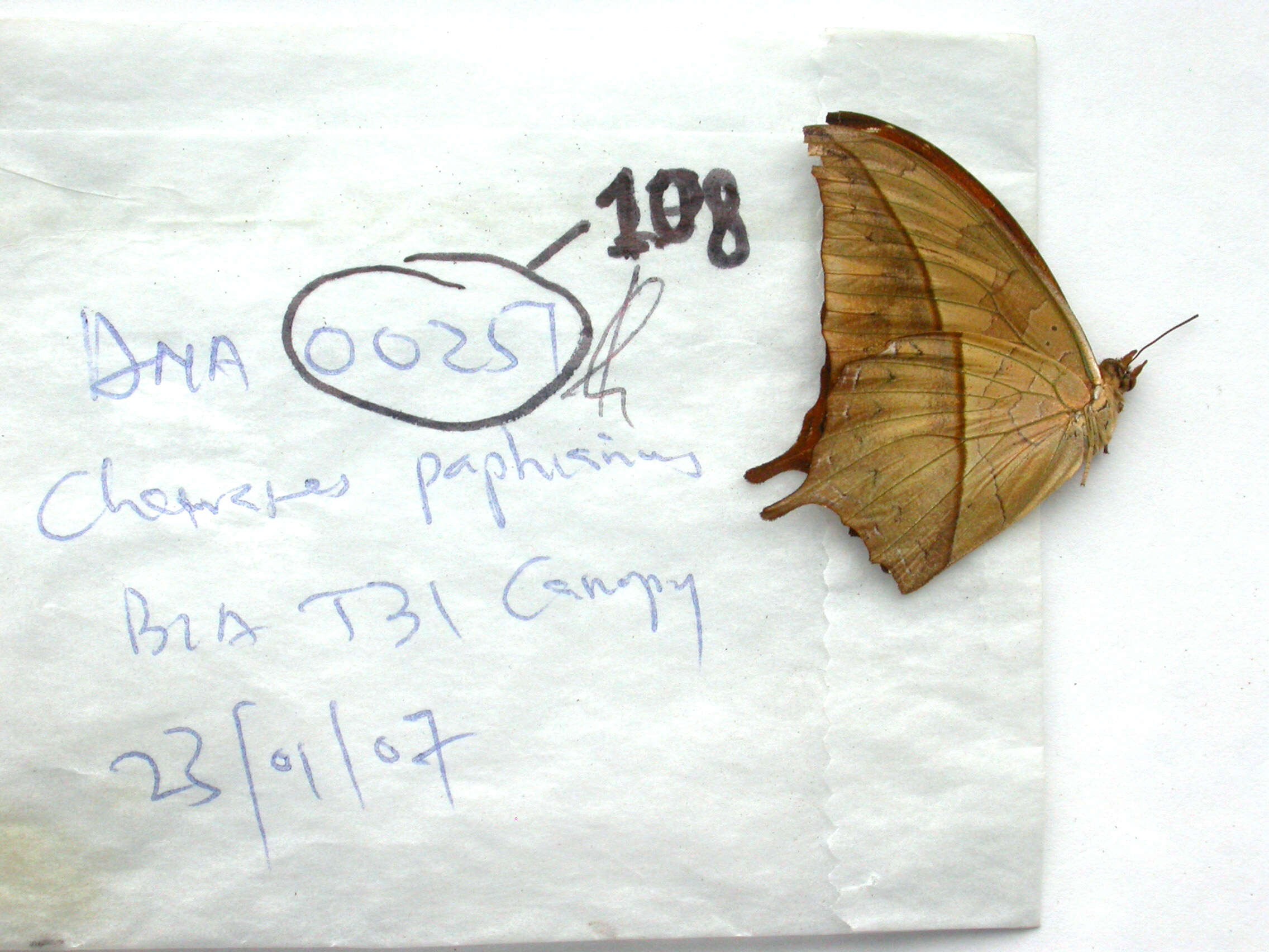 Image of Charaxes paphianus Ward 1871