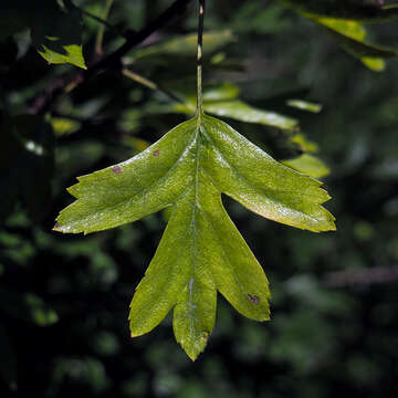 Image of Common Hawthorn