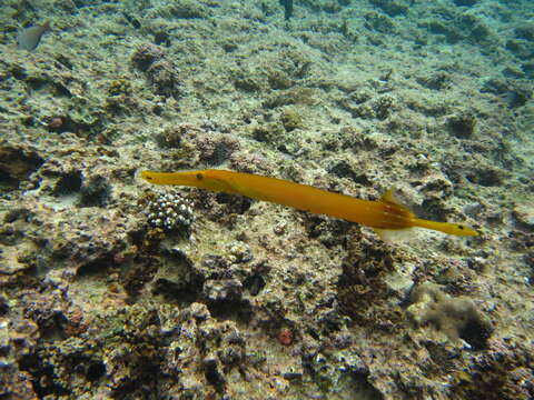 Image of trumpetfishes