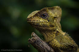 Image of Hernandez's helmeted iguana