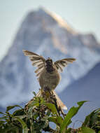 Image of Himalayan Bulbul