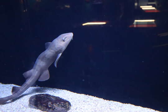 Image of Bluespotted Bamboo Shark