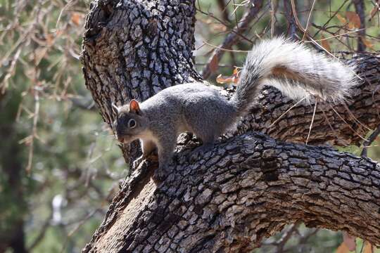 Image of Arizona Gray Squirrel