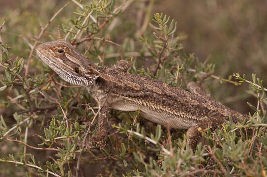 Image of Central bearded dragon