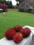 Image of rambutan