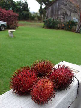 Image of rambutan