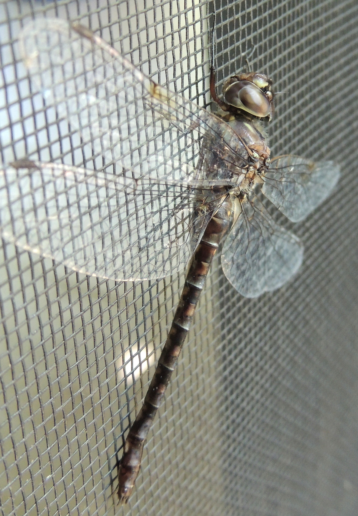 Image of Taper-tailed Darner