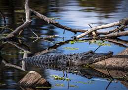 Image of alligators