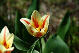 Image de tulipe