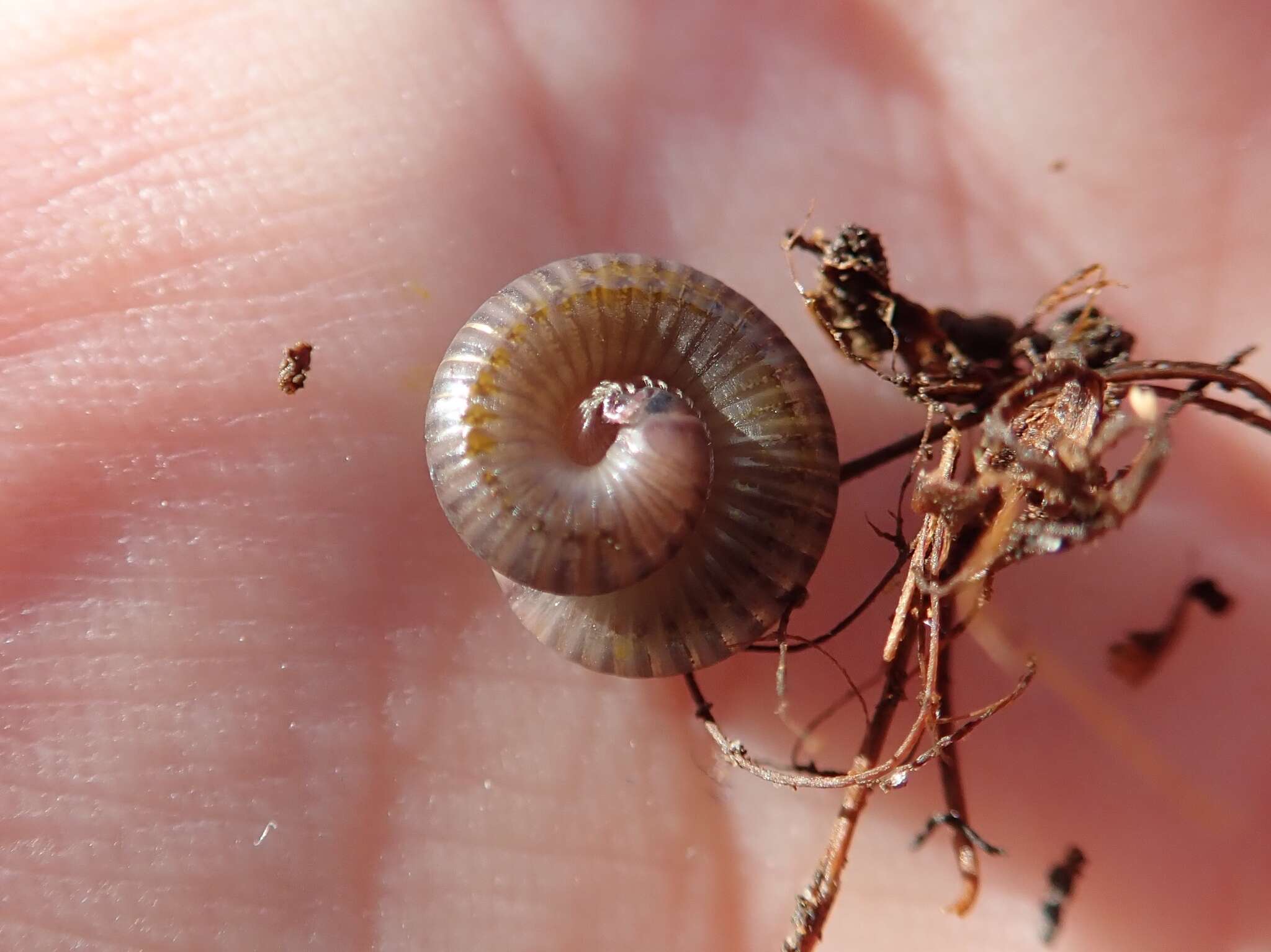 Image of Blunt-tailed Snake Millipede