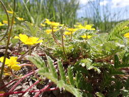 Image of silverweed cinquefoil