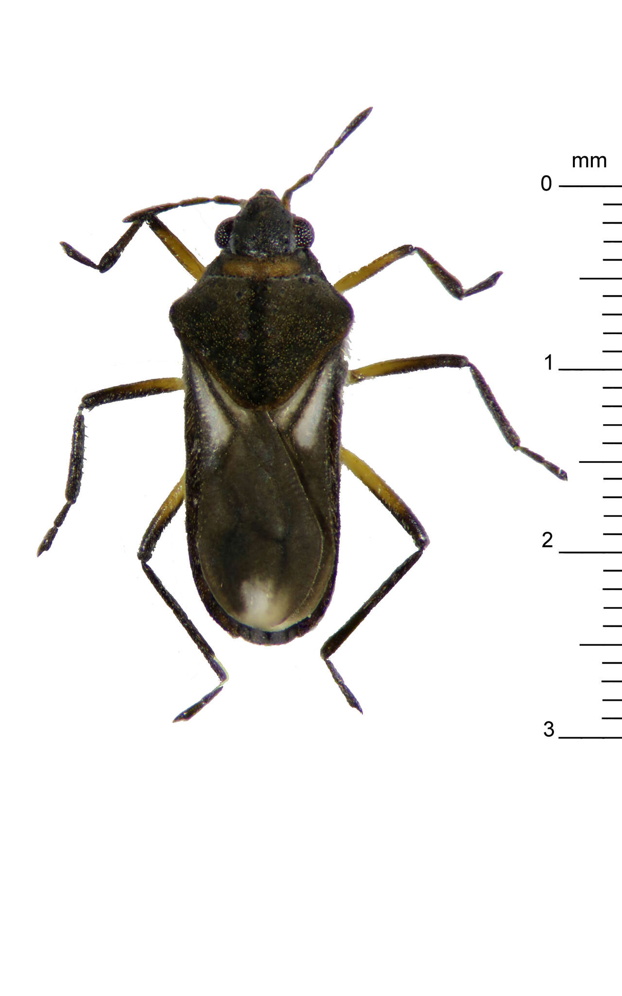 Image of Microvelia macgregori (Kirkaldy 1899)