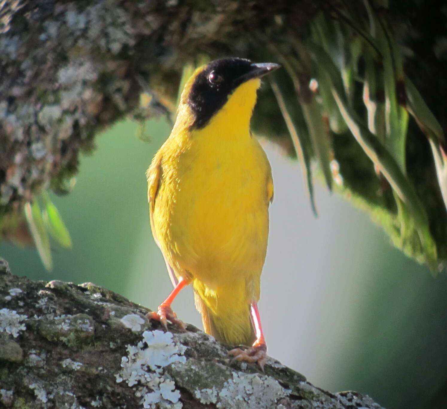 Image of Olive-crowned Yellowthroat