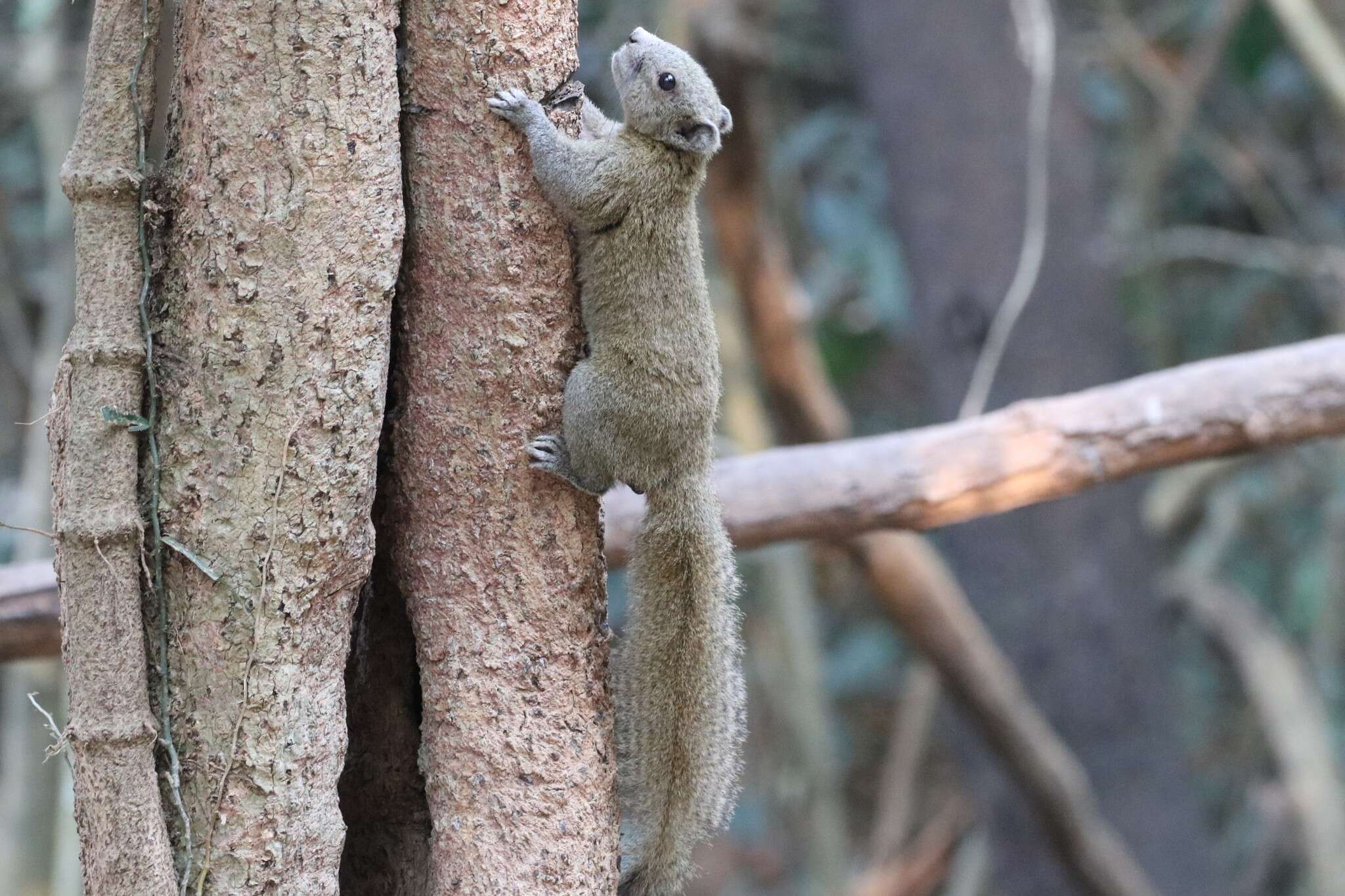 Image of Gray-bellied Squirrel