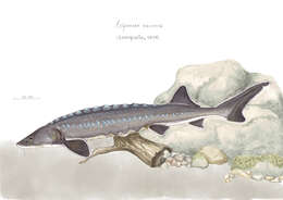 Image of Adriatic Sturgeon