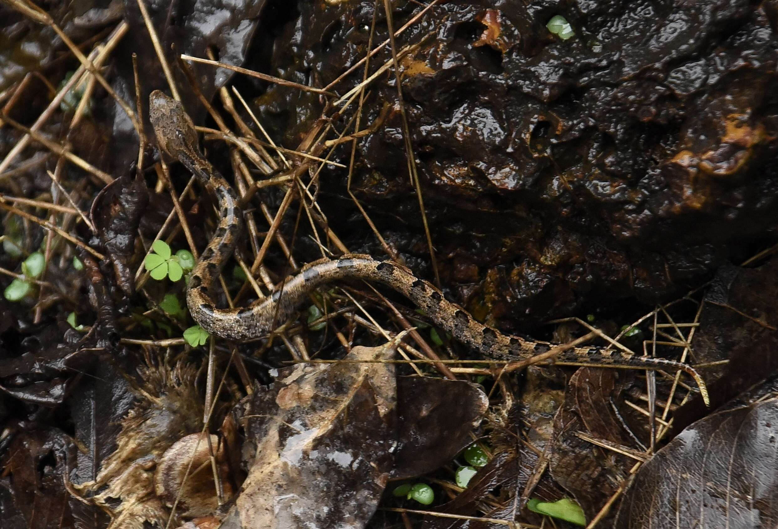 Image of Hump-nosed pit viper