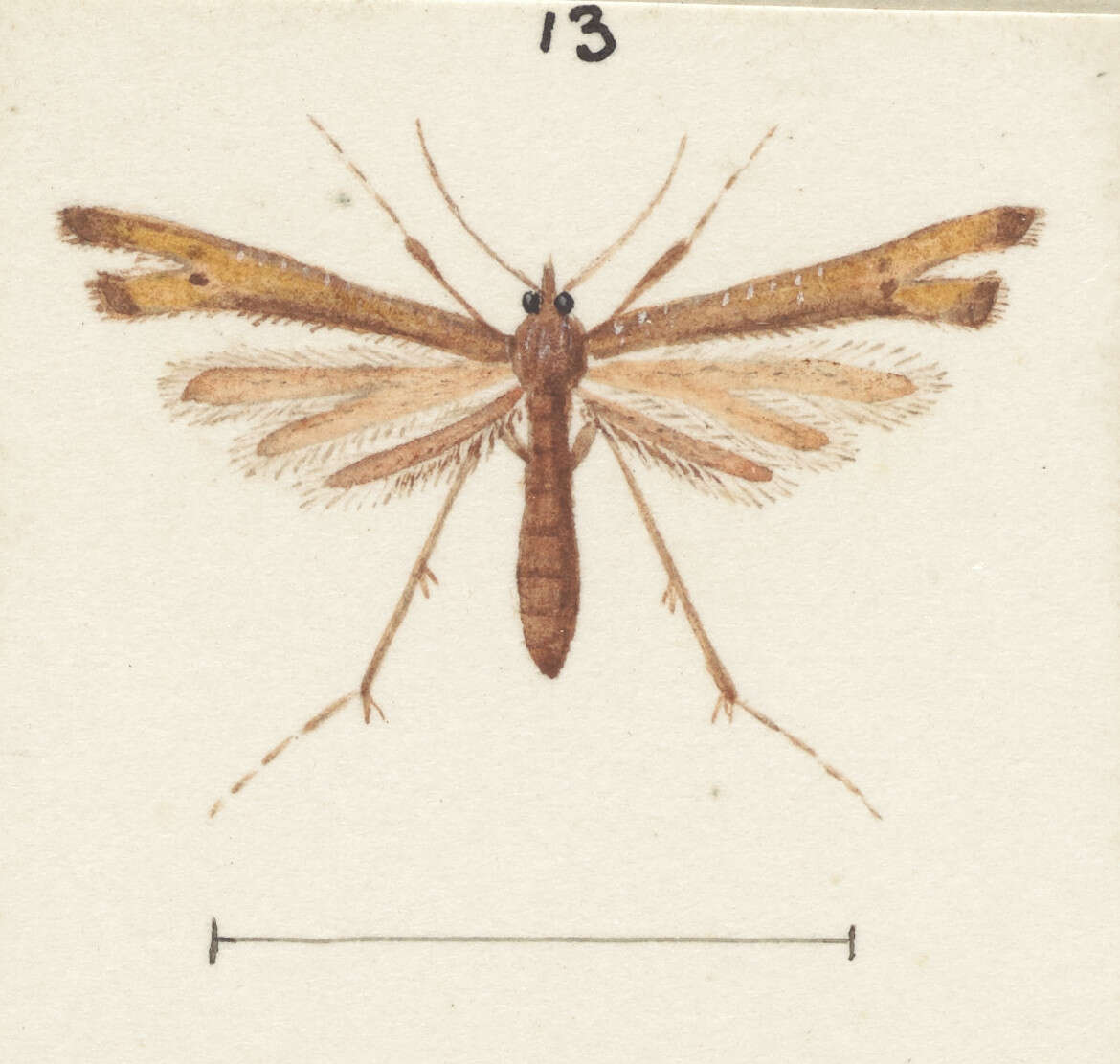 Amblyptilia heliastis (Meyrick 1884) resmi