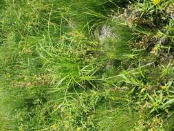 Image of Scirpus radicans Schkuhr