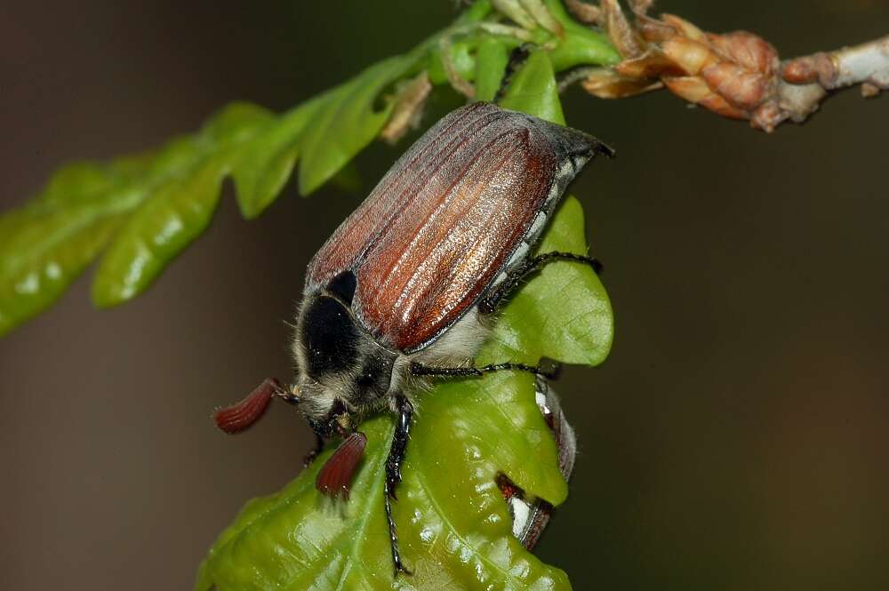 Image of chestnut cockchafer