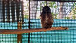 Image of Lesser Horned Owl