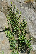 Image of English ivy