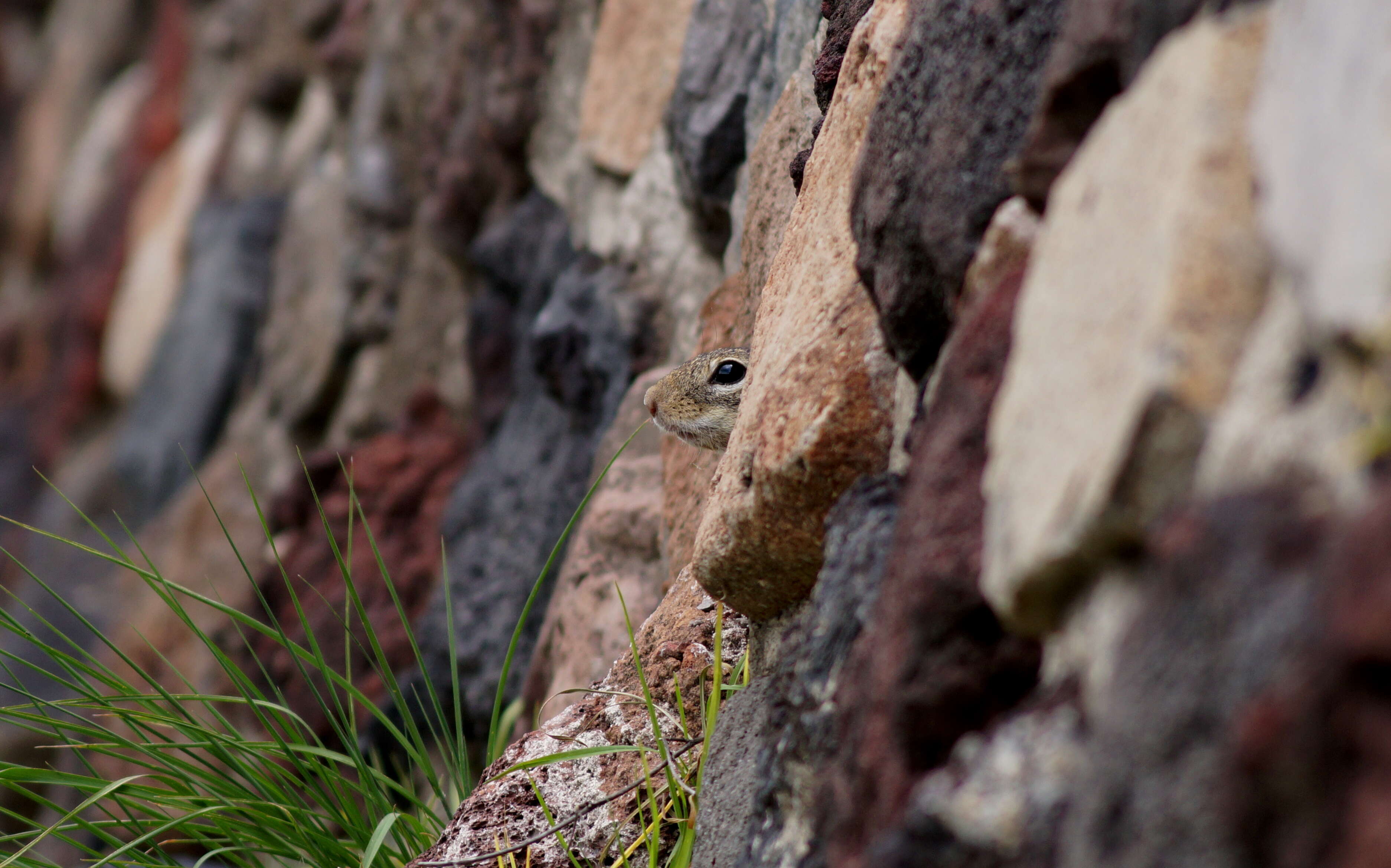 Image of Mexican Ground Squirrel