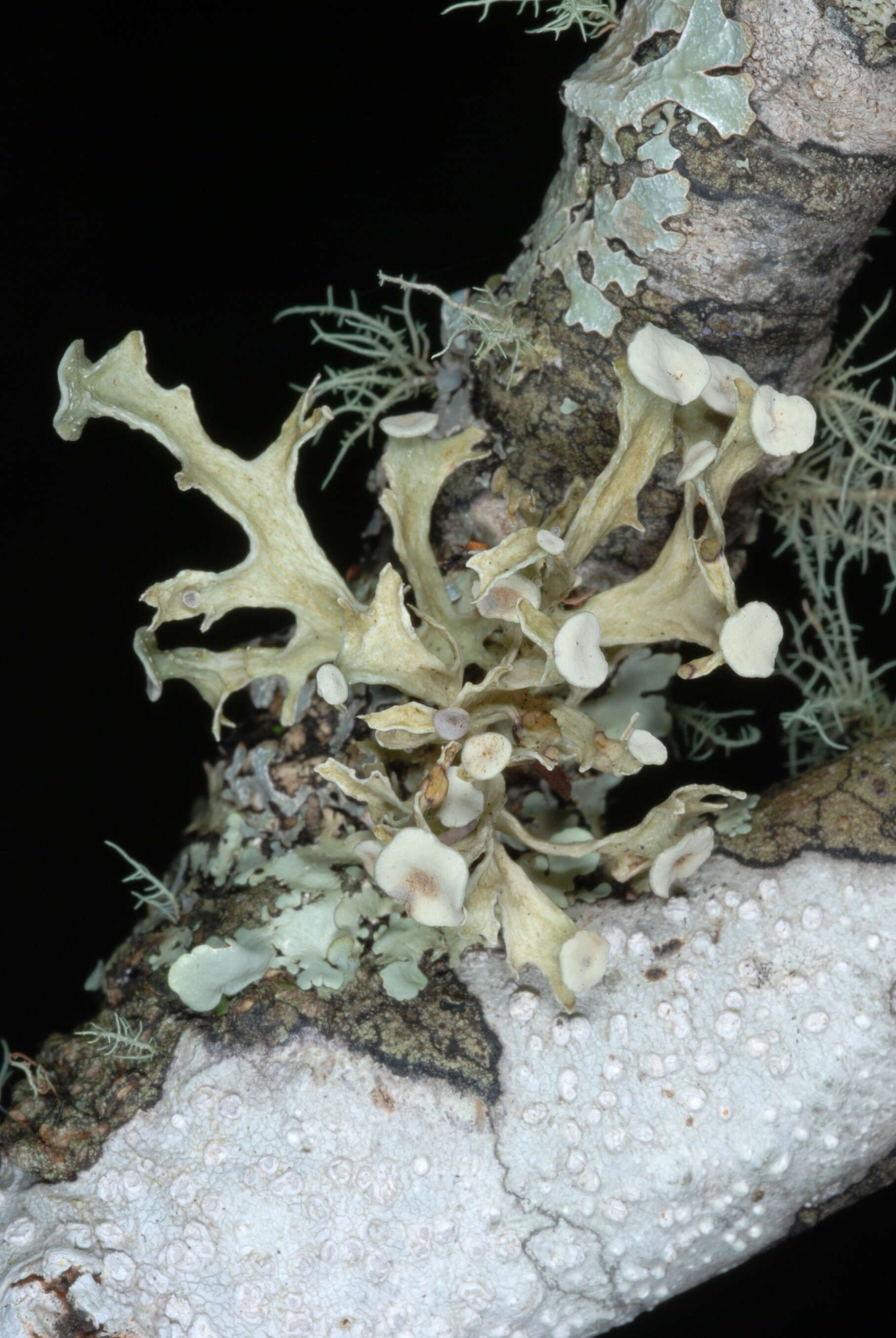 Image of American cartilage lichen