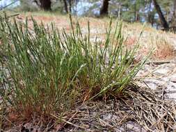 Image of early hair-grass