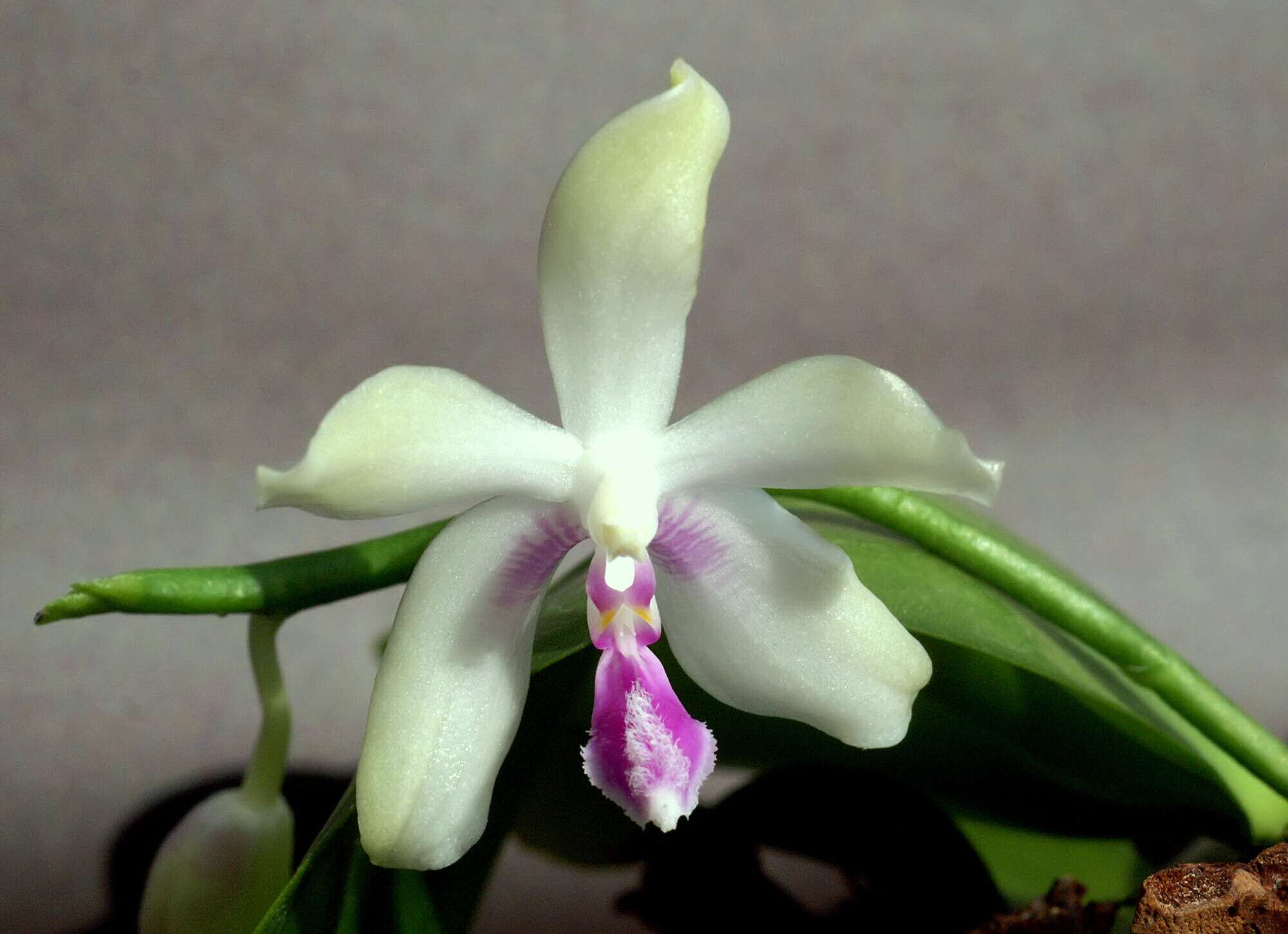 Image of Phalaenopsis fimbriata J. J. Sm.