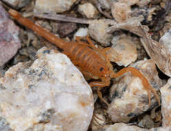 Image of Arizona Bark Scorpion