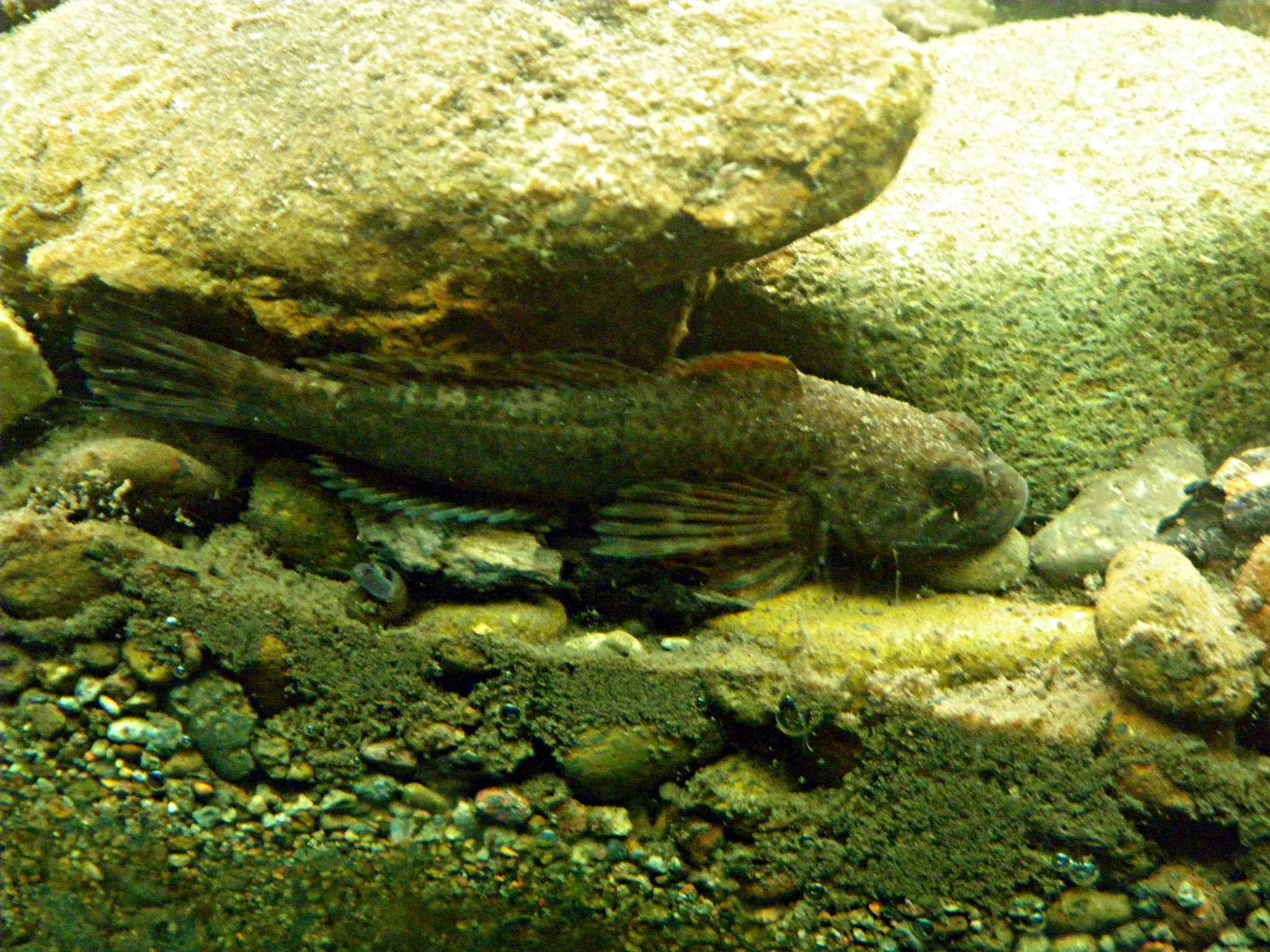 Image of Cottus beldingii Eigenmann & Eigenmann 1891