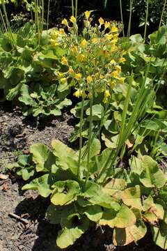 Image of Primula florindae Kingdon-Ward