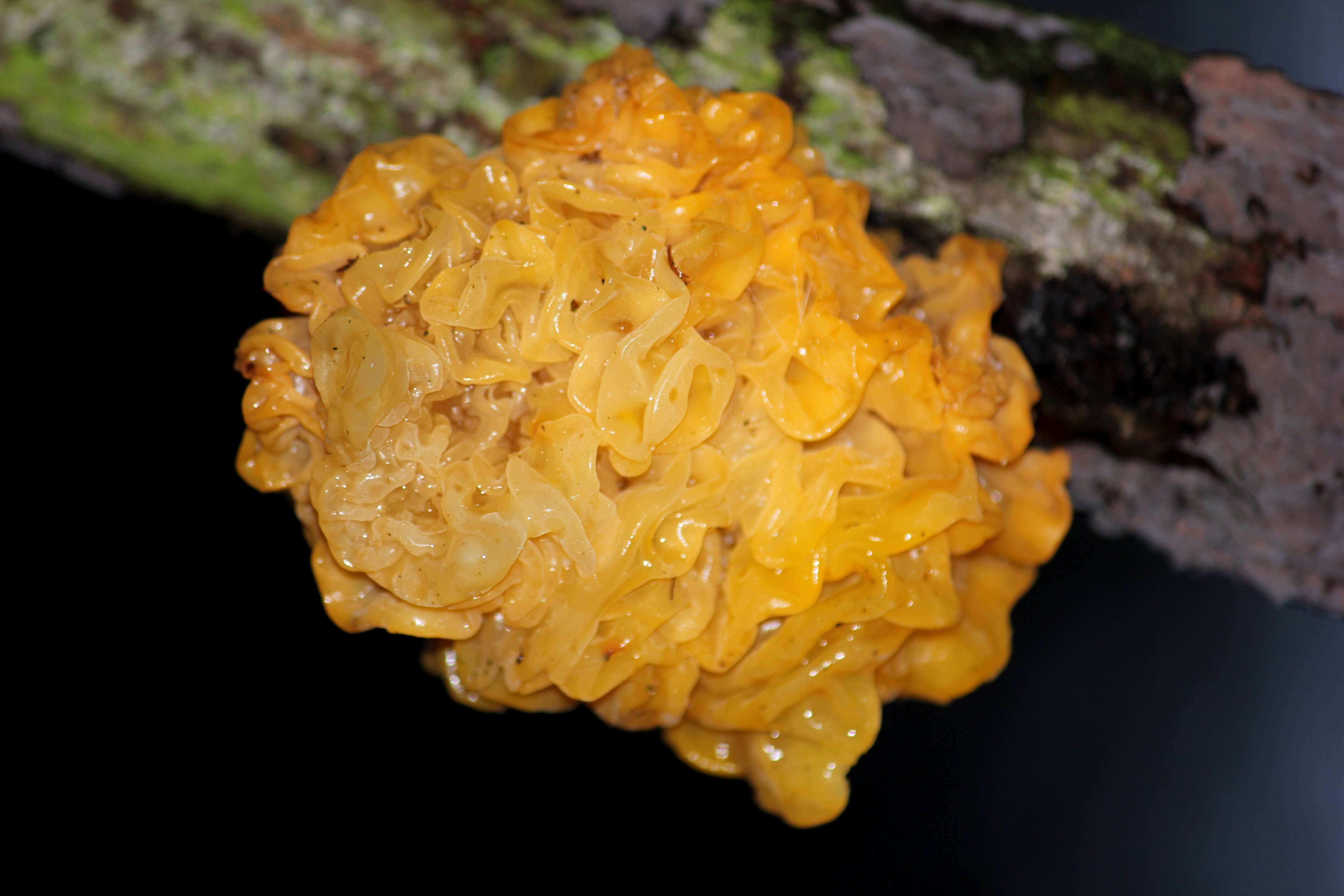 Image of Witches butter