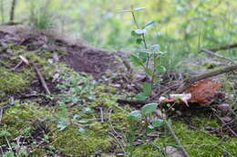 Cotoneaster acutifolius Turcz. resmi