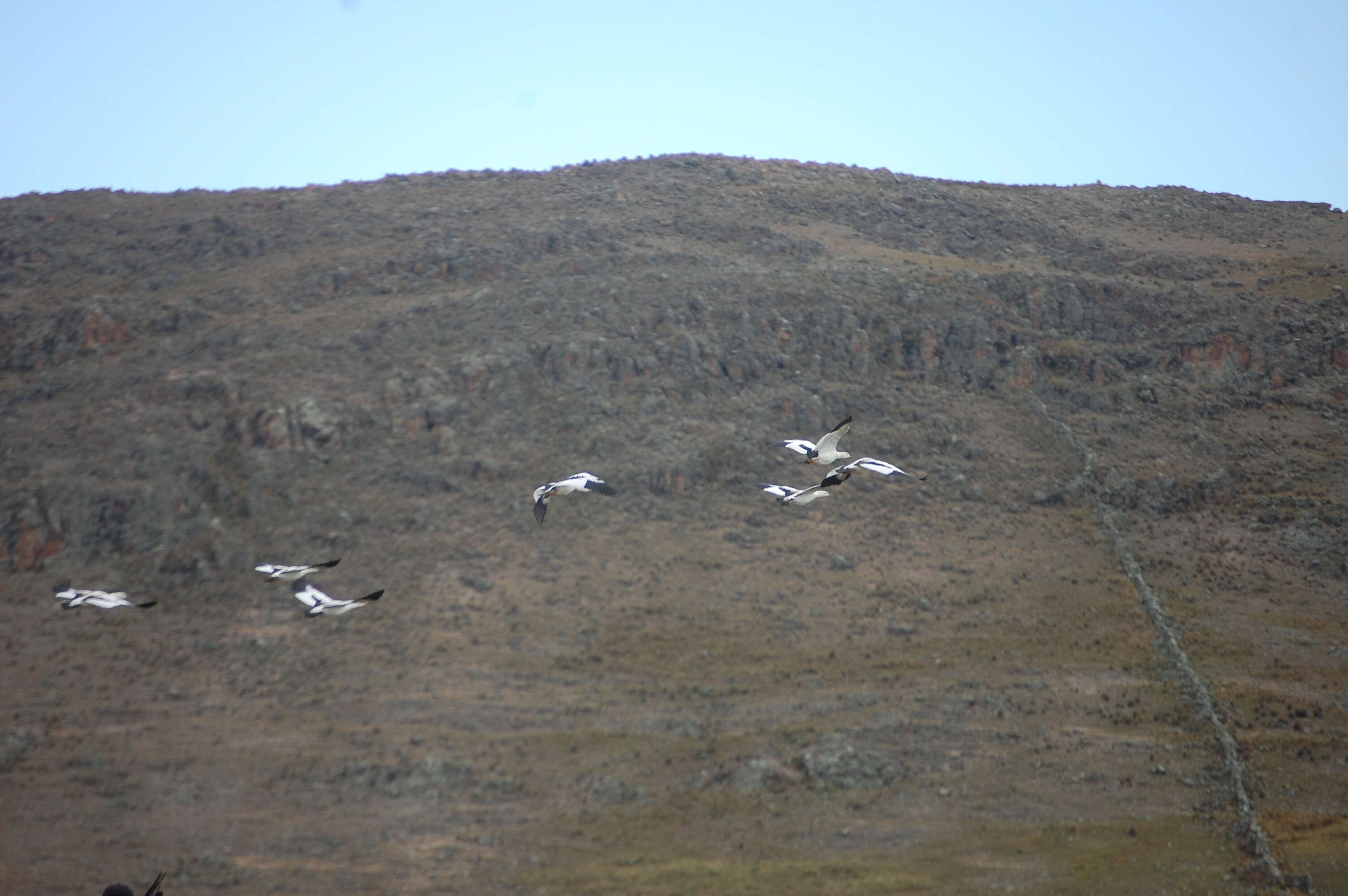 Image of Andean Goose