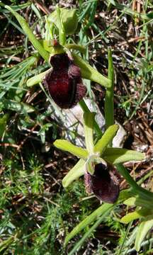 Image of Ophrys sphegodes subsp. atrata (Rchb. fil.) A. Bolòs