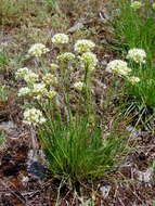 Image of Allium flavescens Besser