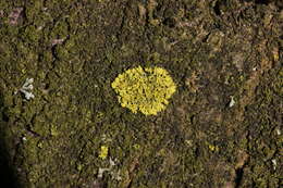 Image of lemon lichen