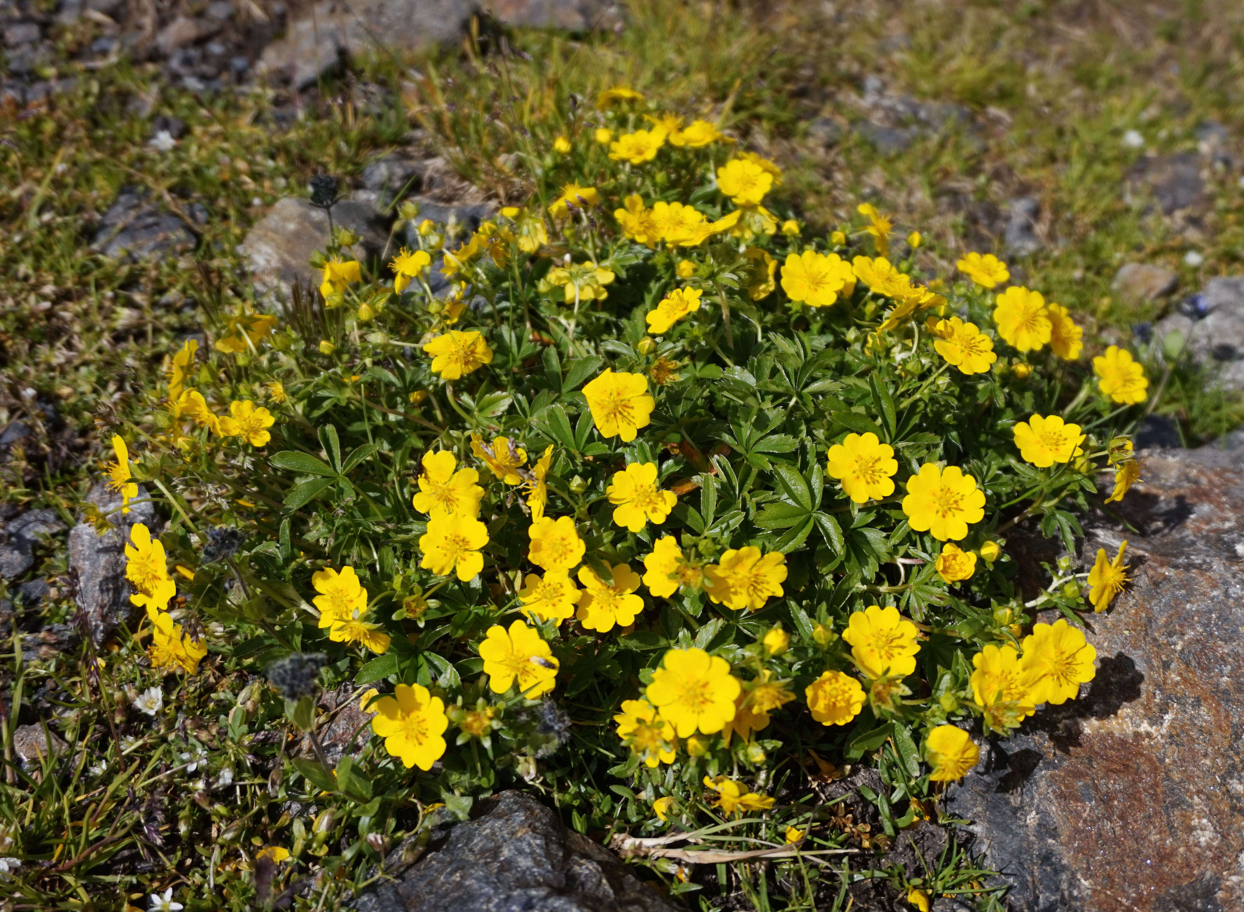 Image of Potentilla aurea L.