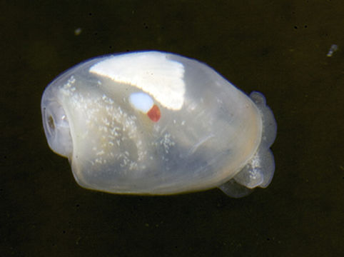 Image of Diaphana californica Dall 1919