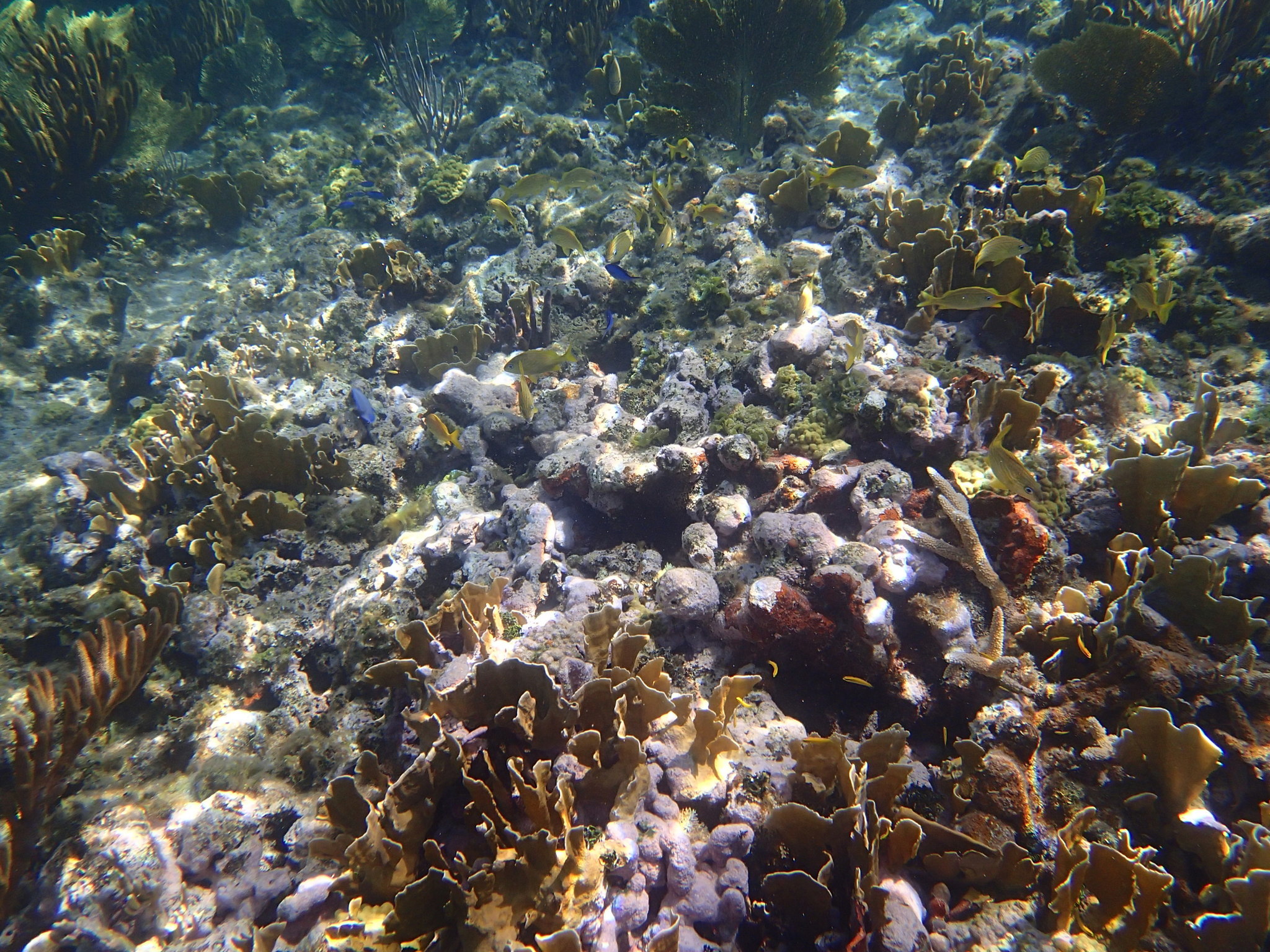 Image of Staghorn Coral