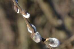 Image of goat willow